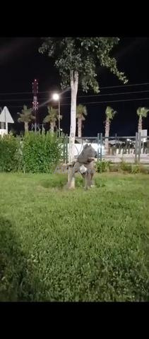 أنثى كاني كورسو رائعة نقية السلالة - 2