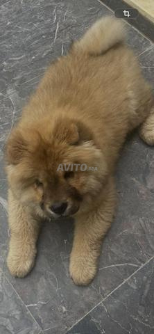 أنثى تشاو تشاو بعمر 3 أشهر - 2