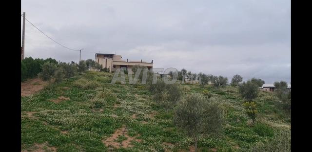 مزرعة 500 متر مربع، فيلا، مسبح. - 2