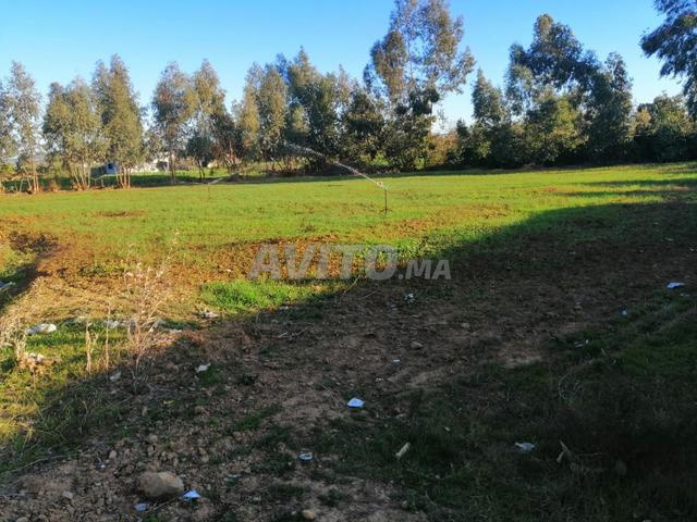 القصر الكبير بالضبط في دوار البناندة - 2