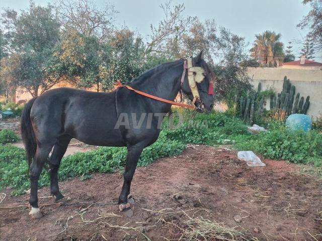 Cheval Arabe-Berbère pour la Tbourida - 2