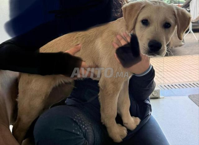 Des chiots labrador - 2