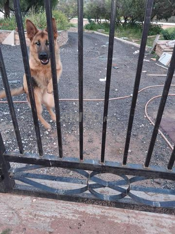 Femelle berger allemand - 2