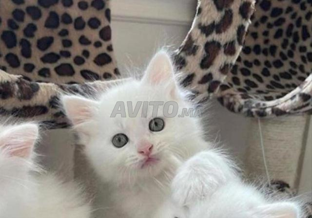 chat angora turc blanc - 2