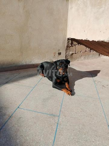 Femelle Rottweiler - 2