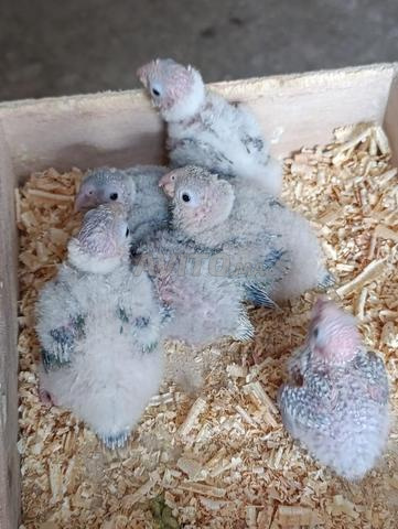 Jeunes Molinès à vendre – Convient pour le dressage - 2