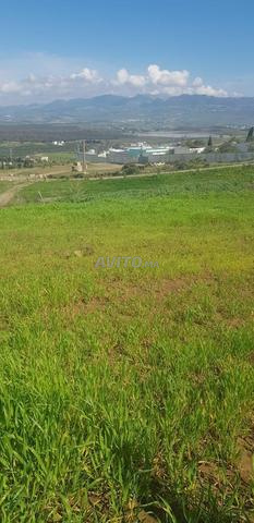 Terrain à vendre province de Tétouan