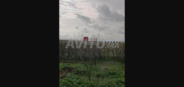 Terrain industriel 2000m² à louer Mohammedia - 2