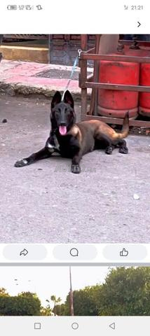 أنثى مالينوا شاربوني - 2