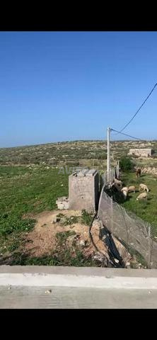 Terrain titré 3200m avec maison près Safi - 2