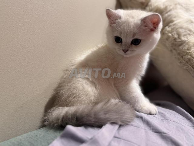 سكوتش بريطاني - 2