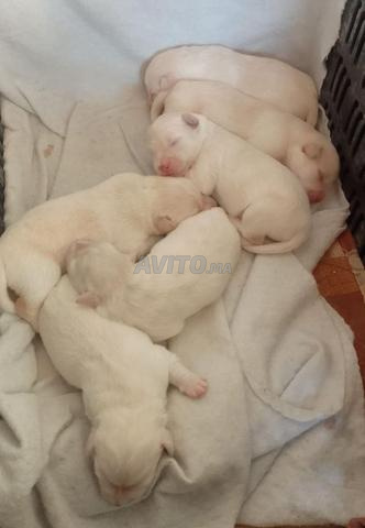 -لابرادور- جراء كلاب صغيرة وراقية - 2