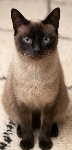 قطة سيامية أصيلة (Siamoise) فائقة الجمال - 2