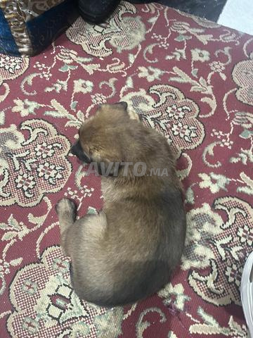 مال مالينوي شاربوني - 2