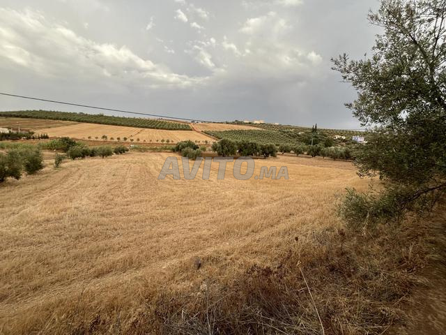 أرض فلاحية على قارعة الطريق - 2