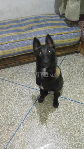 مالينوا للبيع