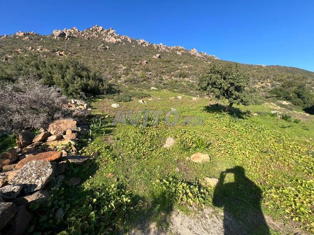 قطعة أرض ملكية للبيع بخميس أنجرة - 2