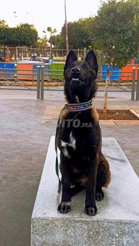 مالينوا للبيع - 2