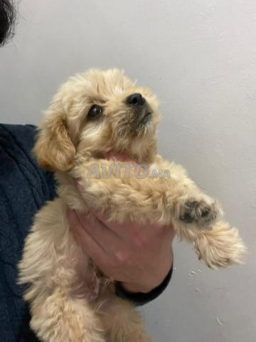 Mâle Bichon Maltais - 2