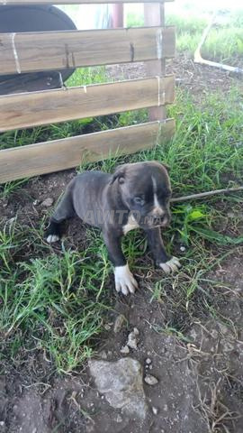 Chiots Cane Corso - 2