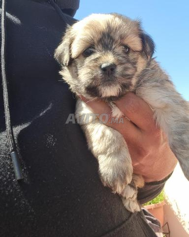 بيشون هافانيز