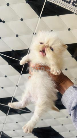 Chaton Persan - 2