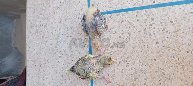 Poussins poulets dressage - 2