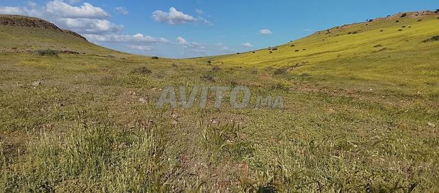 Bon plan agricole à Sidi Bouothmane - 12.5 hectares titrés