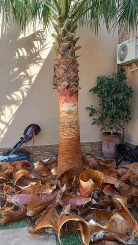 منسق حدائق محترف - 2