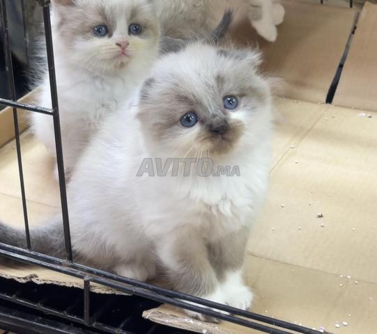 سكوتش فولد - 2