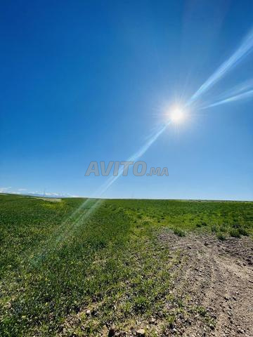 أرض 7 هكتارات مسجلة بسعر استثنائي - 2