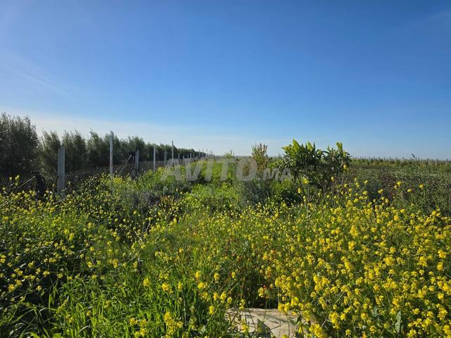 فرصة عاجلة للاغتنام... مزرعة جميلة.. - 2