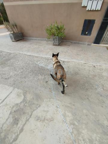 Malinois pur vacciné