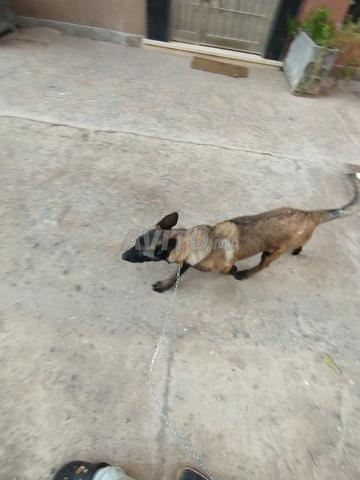 Malinois pur vacciné - 2