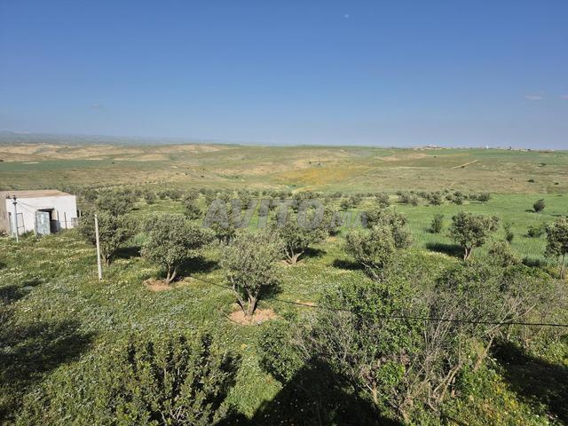 Ferme et terrain 12 hectares avec 500 oliviers à Chiadma