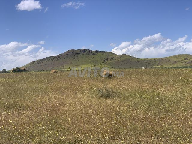 Hectare de propriété à vendre - 2