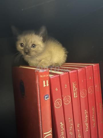 2 chats à vendre - 2