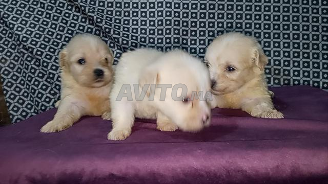 Bichon Havanais petit - 2