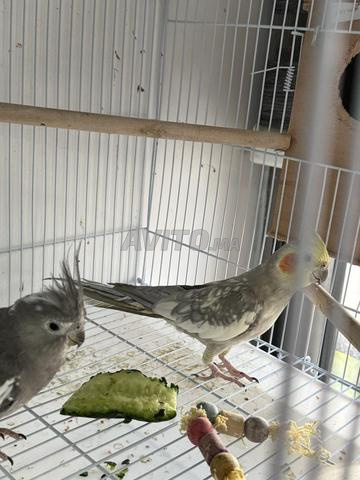 2 calopsittes dressés et femelle avec grande cage - 2