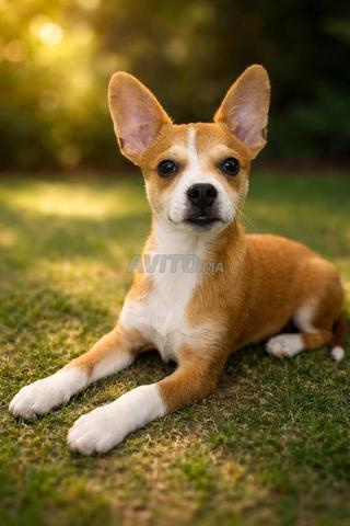 Chien maison vacciné race chihuahua