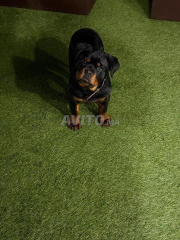 Mâle Rottweiler pedigree - 2