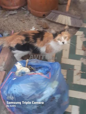 2 chats à vendre - 2