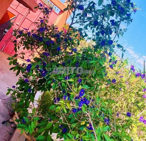 Villa Location / Aéroport de Agadir