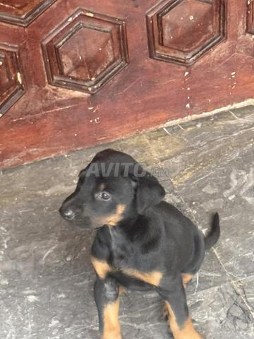 Chiot Doberman en très bonne santé - 2