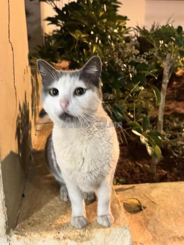 Une chatte stérilisée à adopter - 2