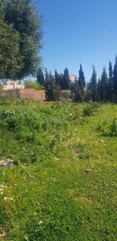 Terrain titré à vendre Tétouan