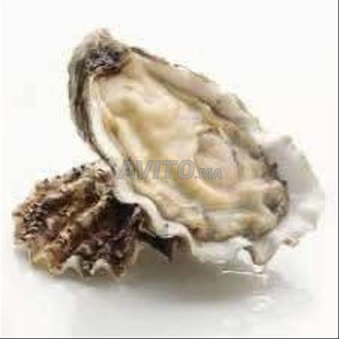 المحار جملة فوق 5 شبكات - 2