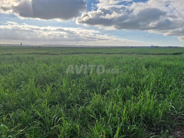 عرض أرض فلاحية سقوية للبيع - 2