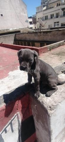 Canecorso à vendre - 2