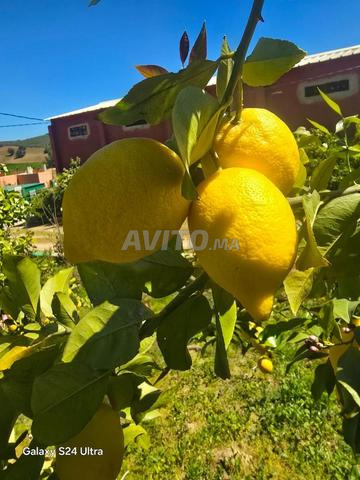 Citron Eureka quatre saisons - 2